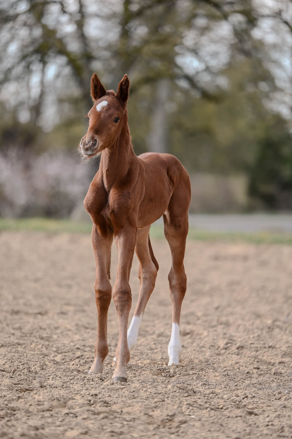 Ein Fohlen steht stolz auf dem Reitplatz bei einem Tiershooting mit Pferden in Rostock