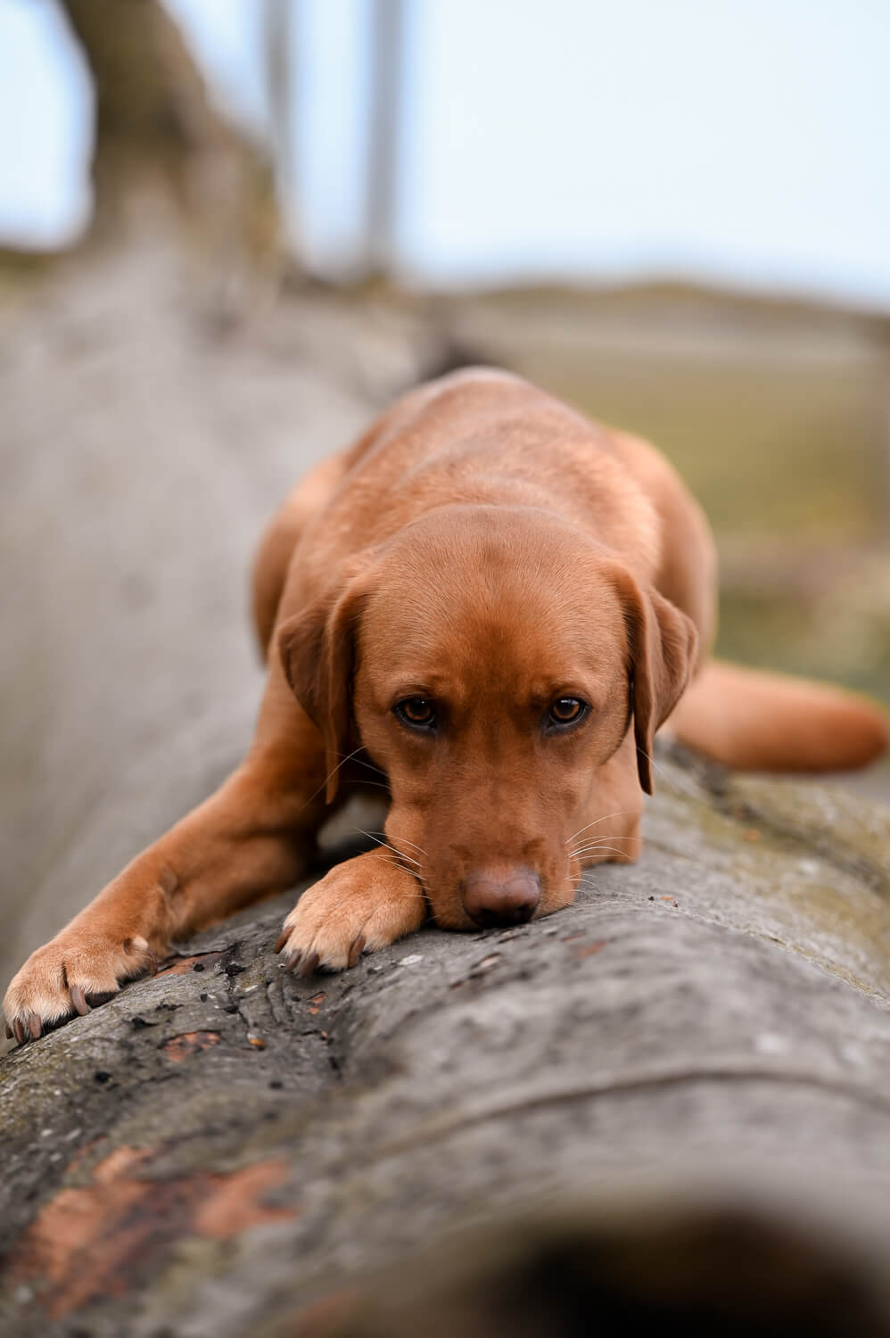 Ein Hund liegt auf einem Baumstamm bei einem Hundeshooting in Rostock