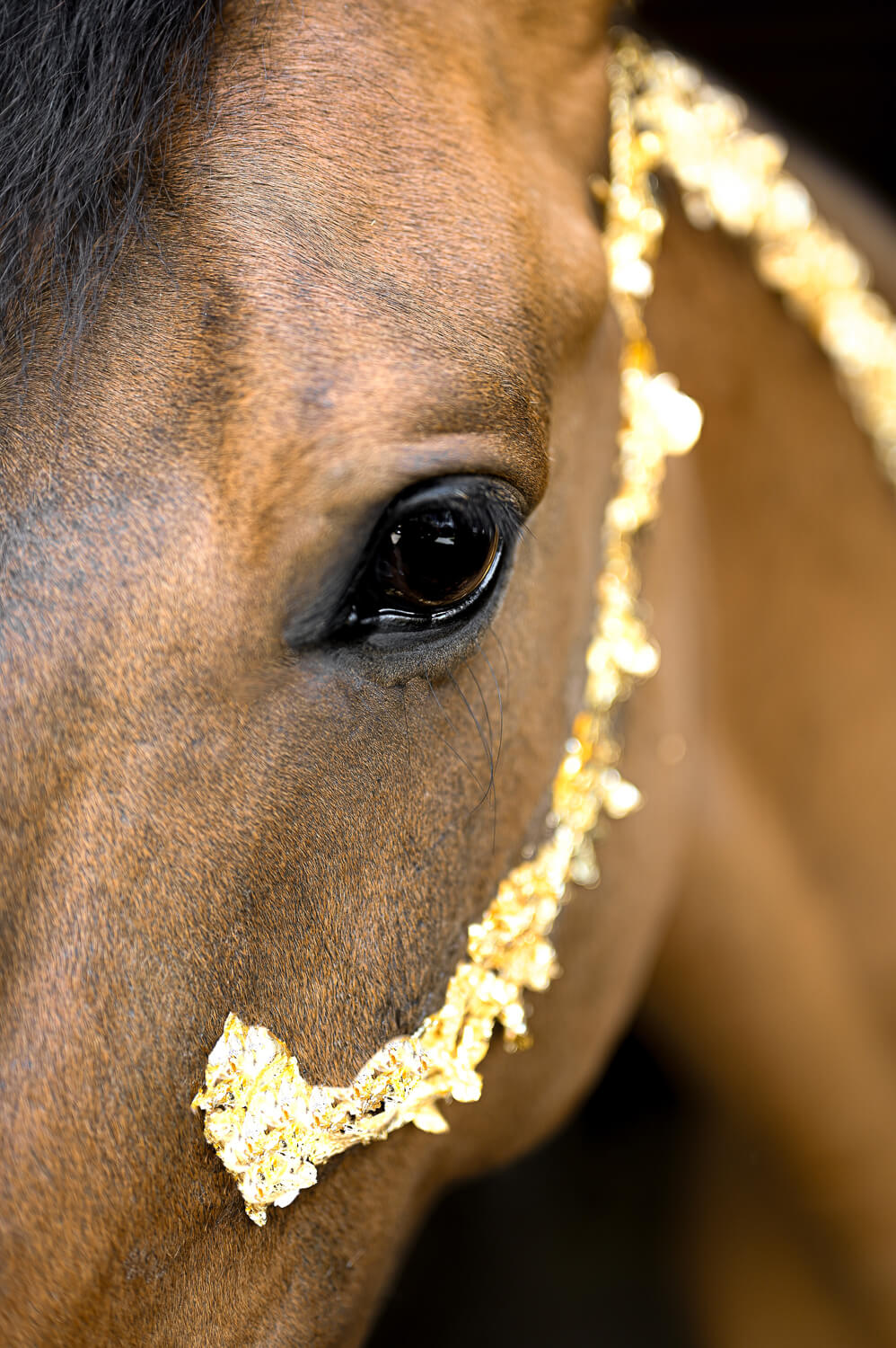Ein Pony bei einem Tiershooting mit Blattgold in Rostock