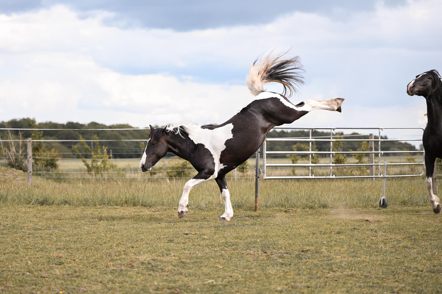 Ein wildes Pferd auf der Koppel bei einem Tiershooting in Rostock
